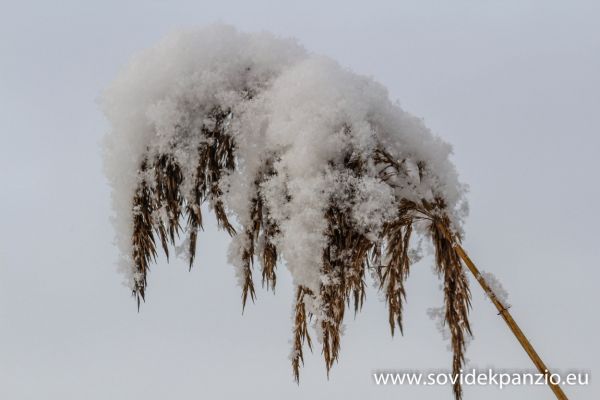 sovidek-panzio-2018-02-01224F5A4C3-F57F-AD69-A4F0-DF73D07F6889.jpg