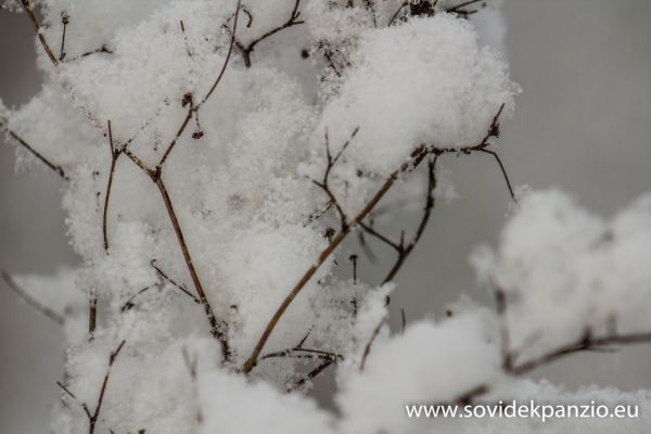 sovidek-panzio-2018-02-0134DDCA082-3100-5D70-B618-9CBF05A1A460.jpg