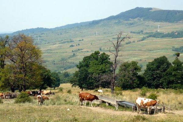 felsosofalva14E1F234DD-2D27-290A-282F-A6EEBAF80AE4.jpg